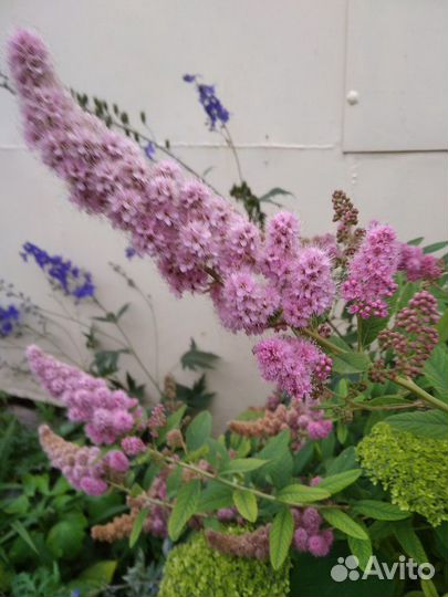 Сортовые цветы