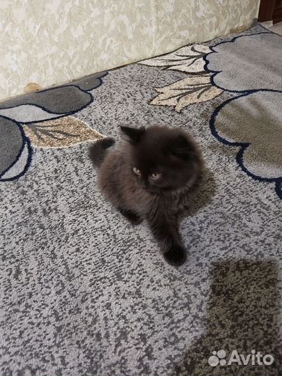 Британские котята