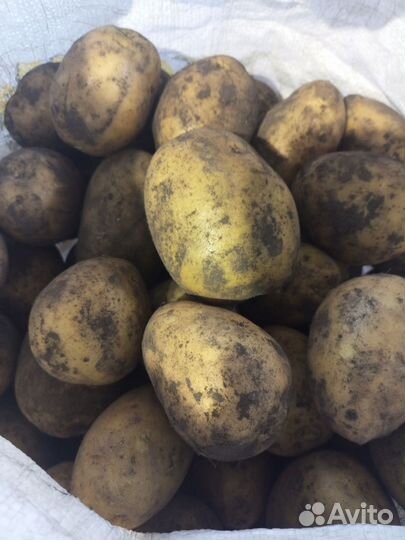 Продам картофель, крупный, семенной, мелкий