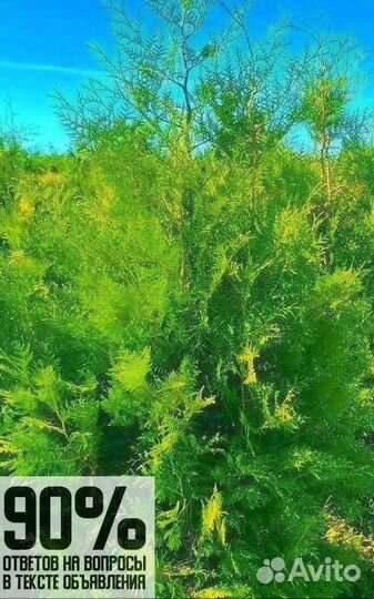 Туя брабант в розницу