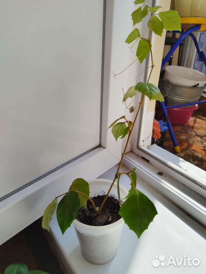 Роициссус(березка)