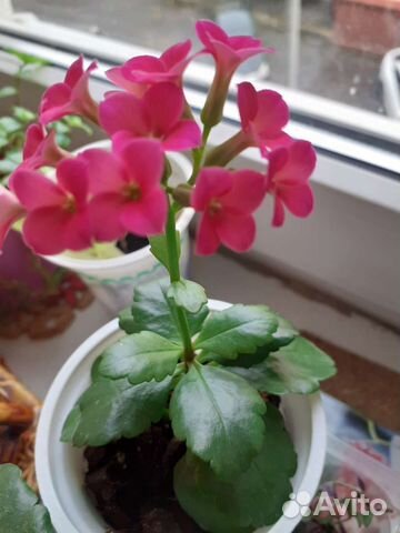 Каланхоэ Броссфельда, розовый, малиновый, белый