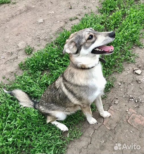 Собака в добрые руки