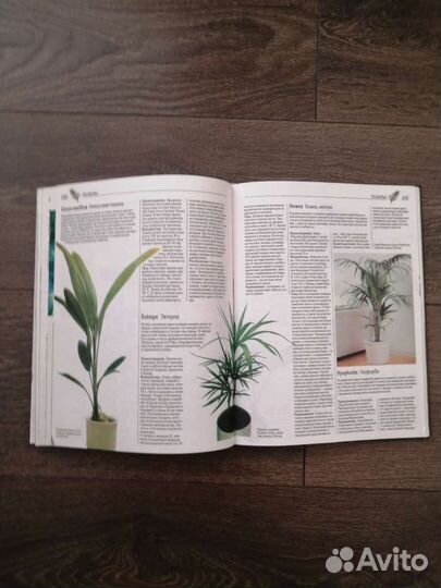 Все о комнатных растениях