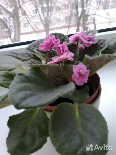 Цветущие молодые фиалки