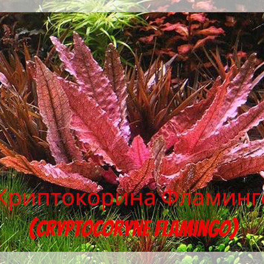 Криптокорина Фламинго (Cryptocoryne Flamingo)