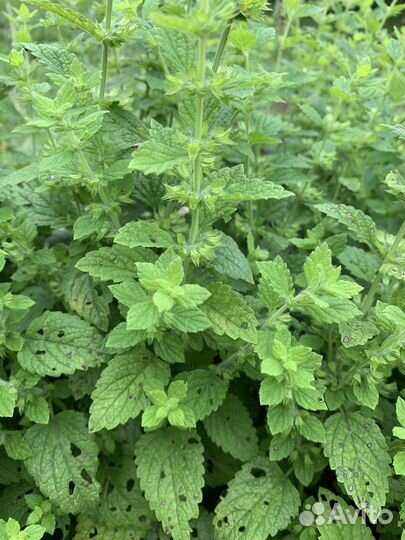 Лаванда садовая; Тимьян; Мелиса лимонная; Душица