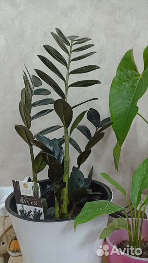 Замиокулькас черный равен raven