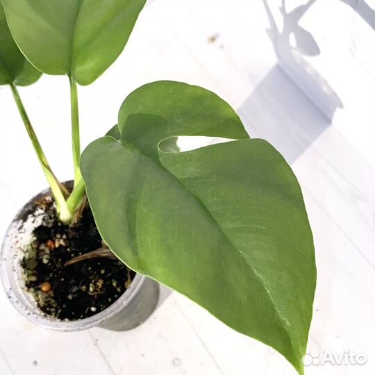 Монстера минима