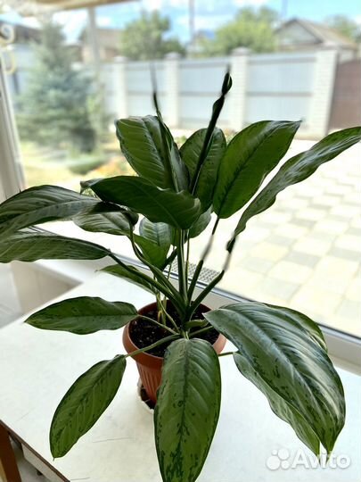 Аглаонема комнатный цветок