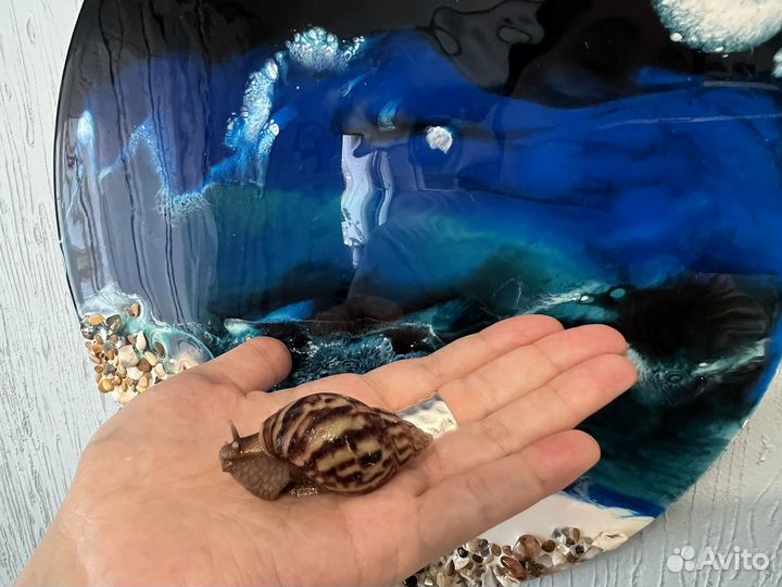 Улитки ахатины фулика