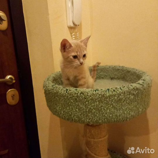 Котенок персиковый