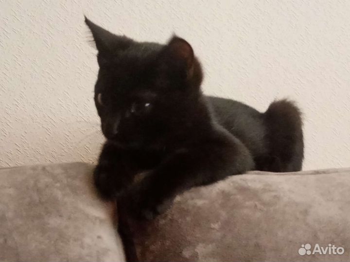 Черный котенок в добрые руки
