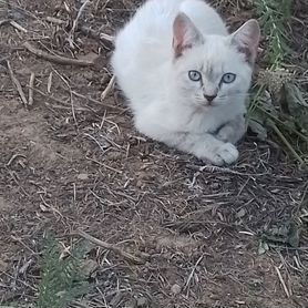 Котята в добрые руки бесплатно