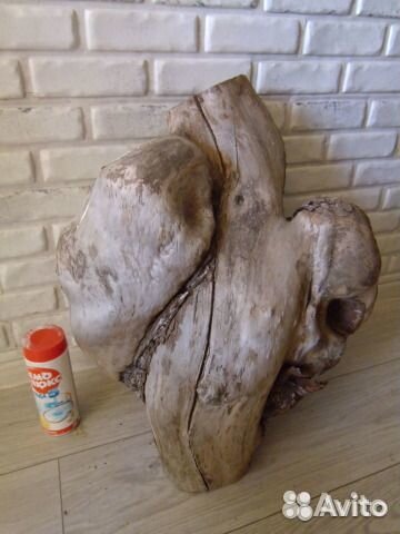 Сувель березовый (кап)