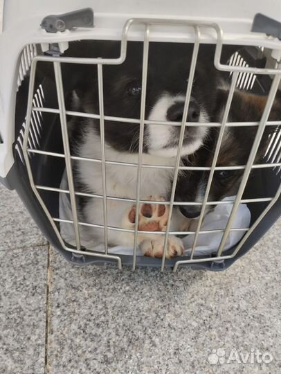 Щенок в добрые руки бесплатно