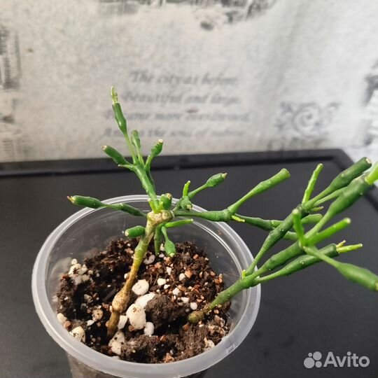 Хатиора солеросовая