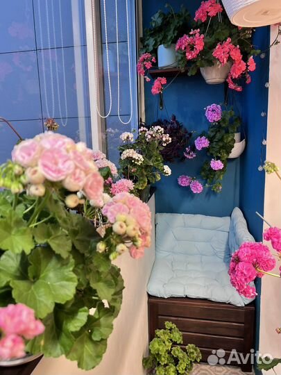 Сортовая пеларгония