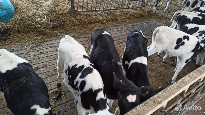 Телята бычки на откорм