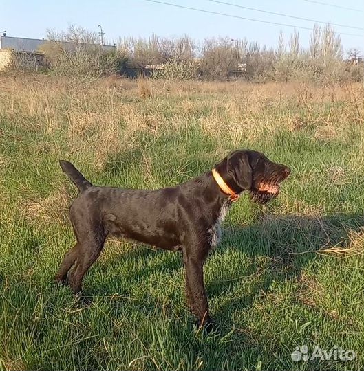 Продам щенков дратхаара