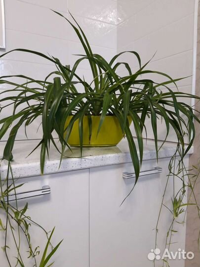 Хлорофитум