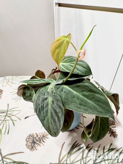 Филодендрон сканденс миканс