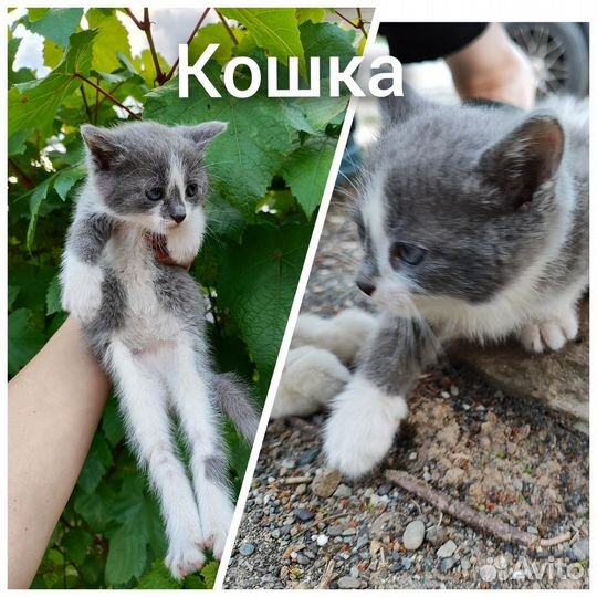 Очаровательные котята ищут дом