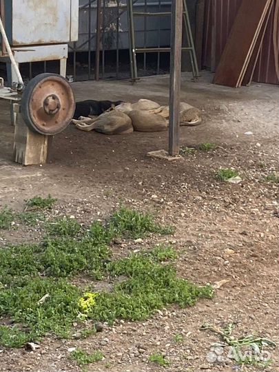 Отдам кутят в добрые руки