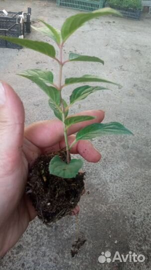 Гортензия саженцы