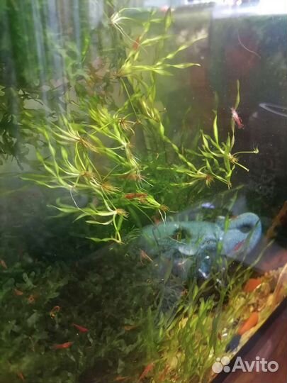 Улитки хилены