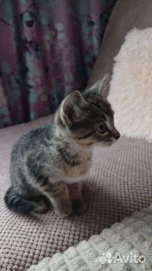 Котенок очень ищет дом