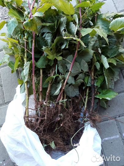 Саженцы малины маравилла