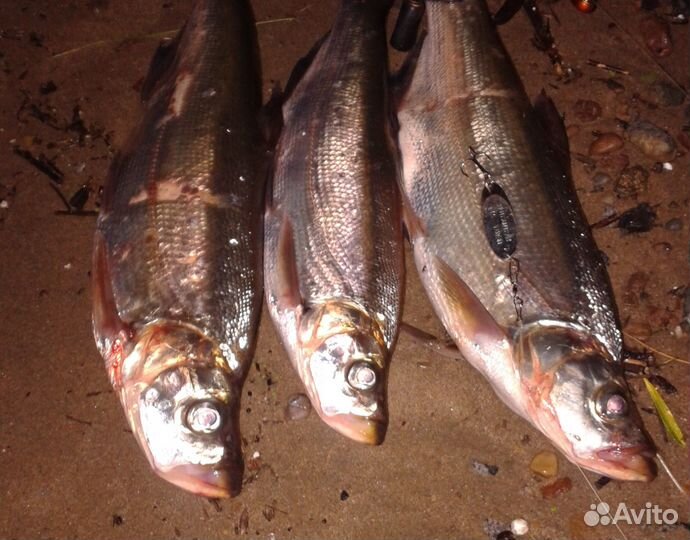 Свежая рыба, Фарш