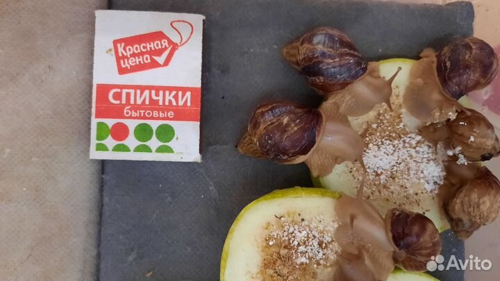 Улитки ахатины иммакулята