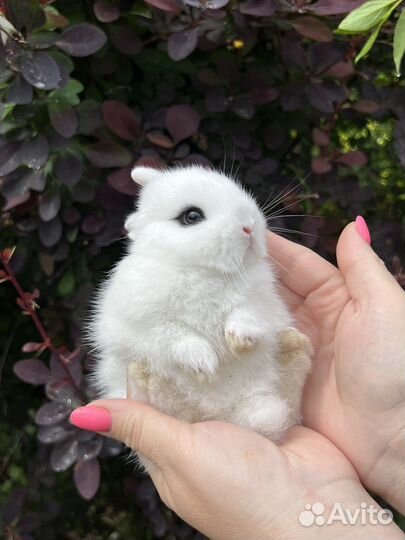 Декоративные карликовые кролики