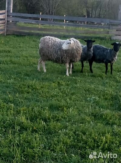 Баран на племя