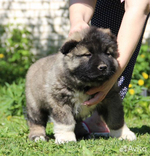Кобель