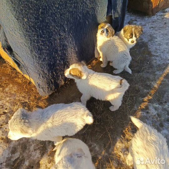 Продам щенков алабая