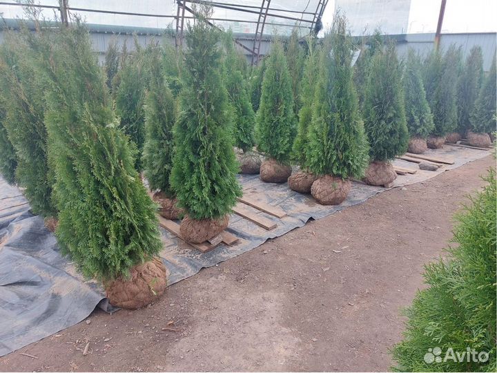 Туя* западная Смарагд Брабант Колумна Кедр Сосна