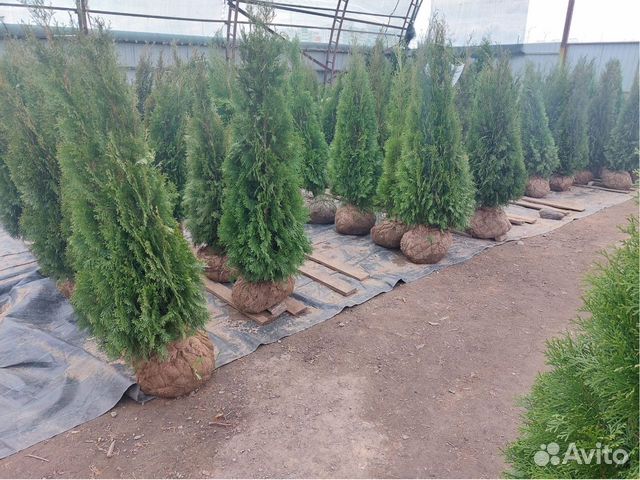 Туя* западная Смарагд Брабант Колумна Кедр Сосна