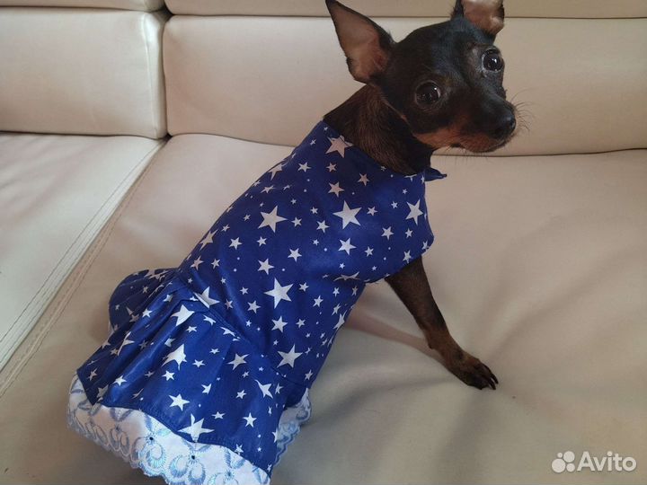 Платье для собаки