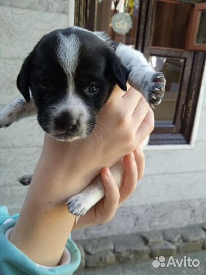 Щенки в добрые руки