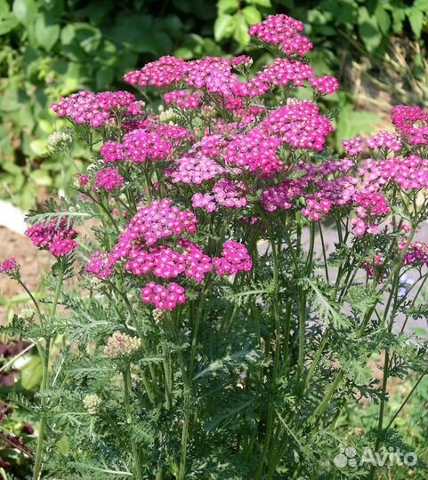 Многолетние цветы