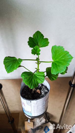 Пеларгония герань сортовая