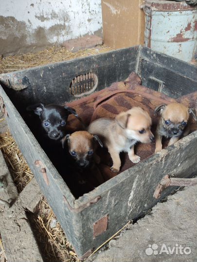 Щенки в добрые руки