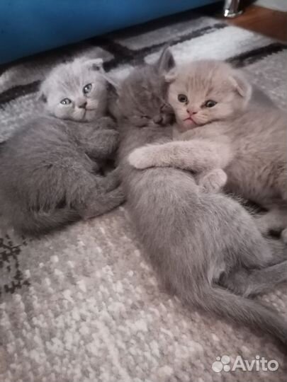 Шотландские вислоухие котята