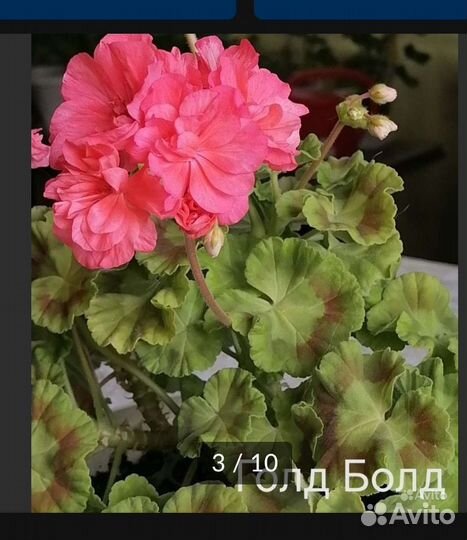 Герань пеларгония