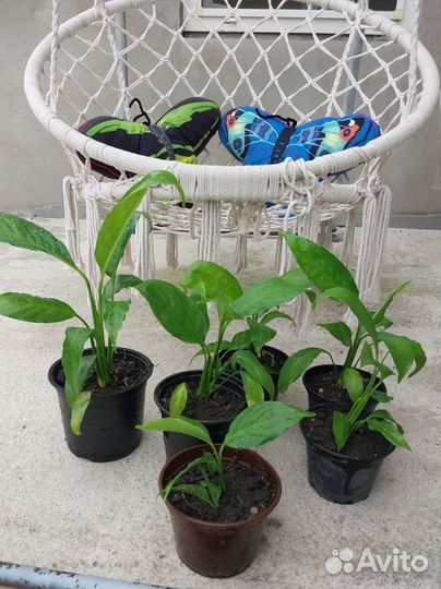 Спатифиллум в ассортименте