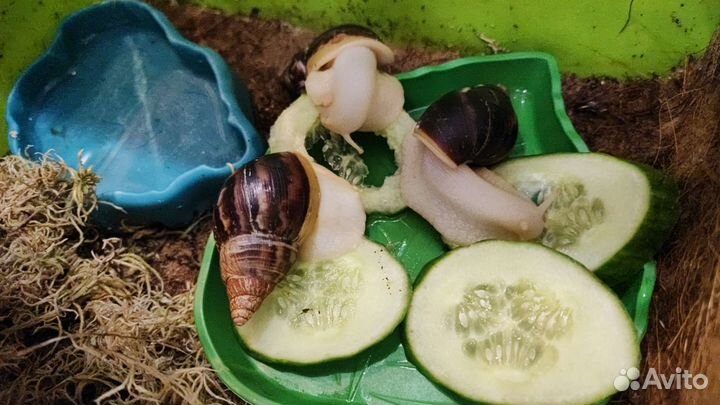 Улитки ахатины