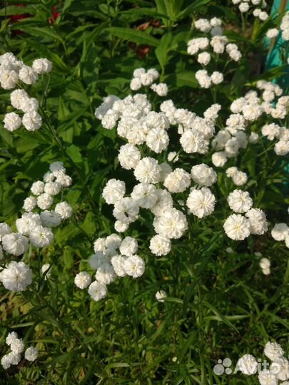 Многолетние садовые цветы